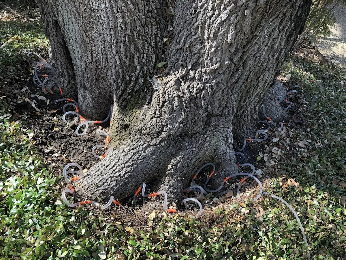 Detailed Tree Cabling and Bracing job site in Elberon