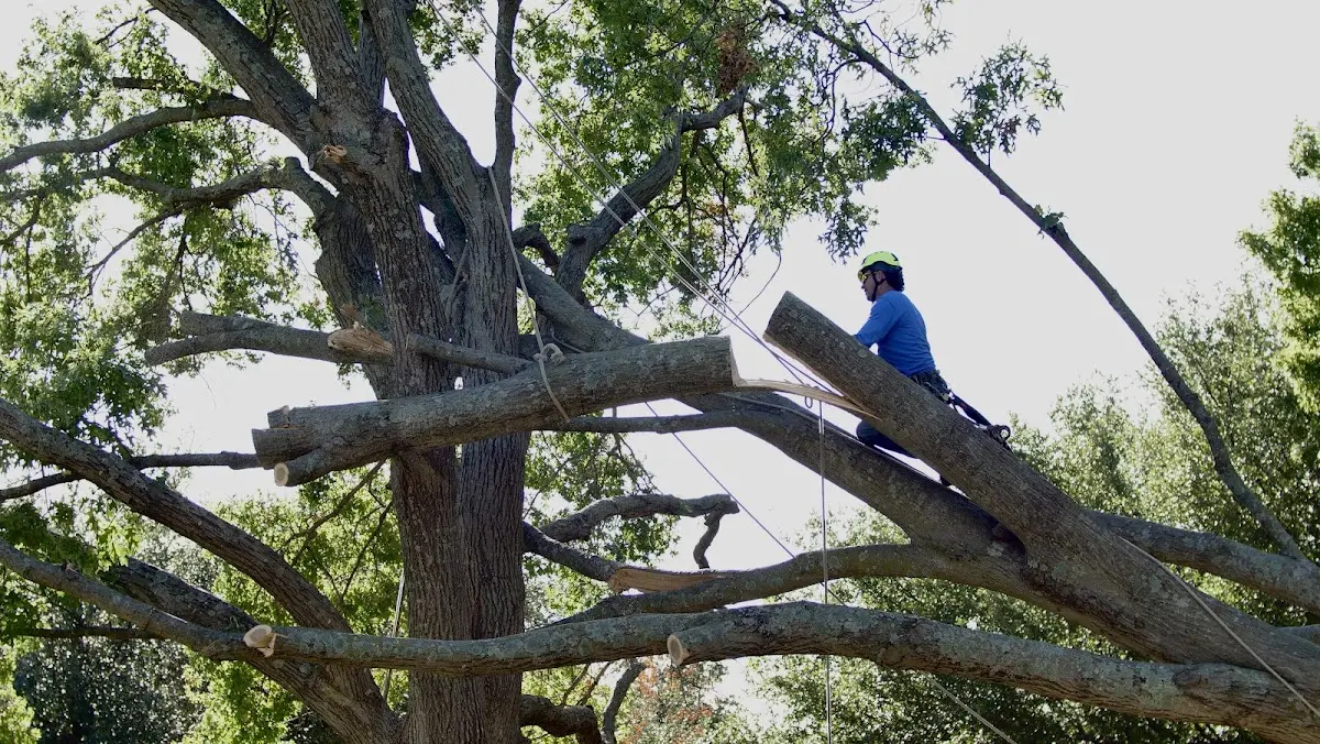 Professional Crown Thinning performed by certified arborists in Elberon