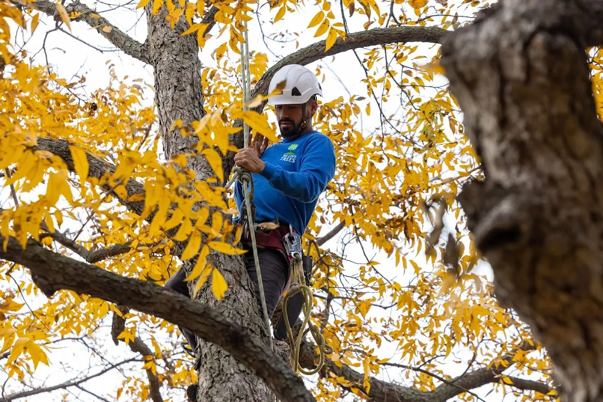 Skilled Tree Planting crew working in Elberon